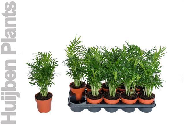 <h4>Chamaed Elegans</h4>