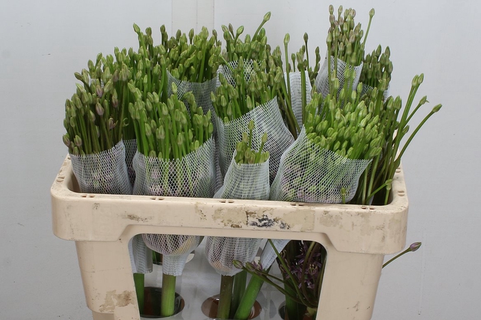<h4>Allium Schubertii X18 50cm</h4>