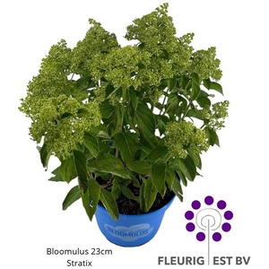 HYDR PA BLOOM STRATI