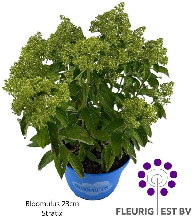 <h4>HYDR PA BLOOM STRATI</h4>