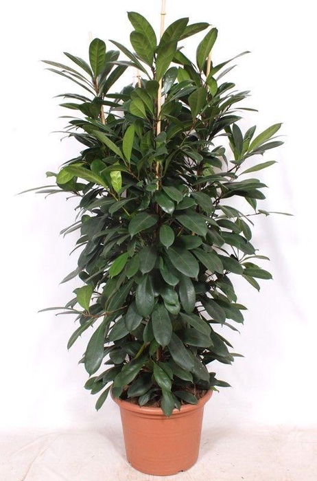 <h4>Ficus Cyathistipula 4pp</h4>