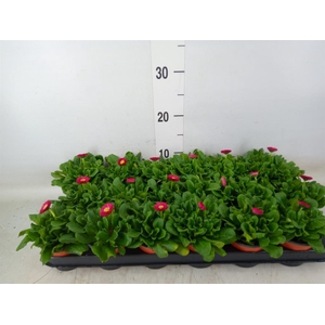 Bellis perennis 'Rusher Carmine'