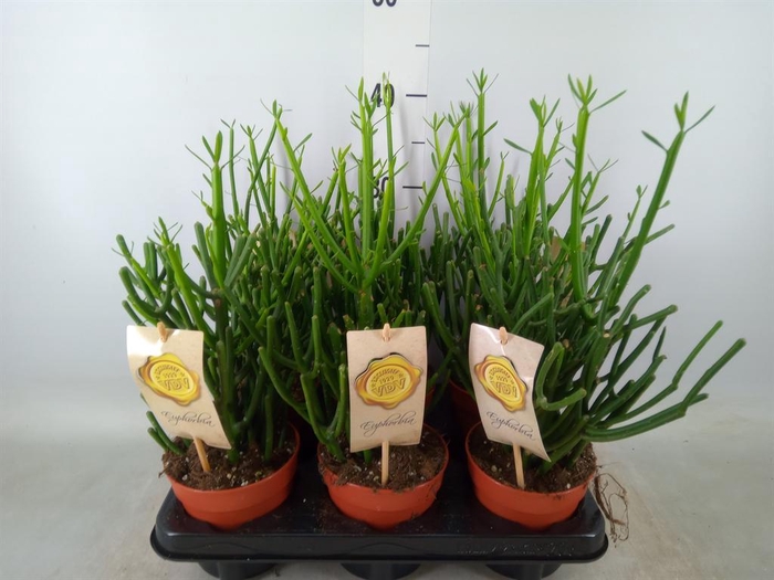 <h4>Euphorbia tirucalli</h4>