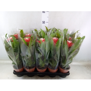 Guzmania  'Hope'