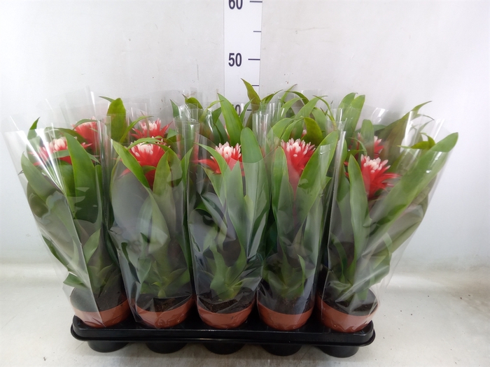 <h4>Guzmania  'Hope'</h4>