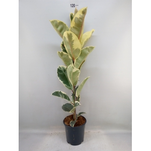 Ficus elastica 'Tineke'