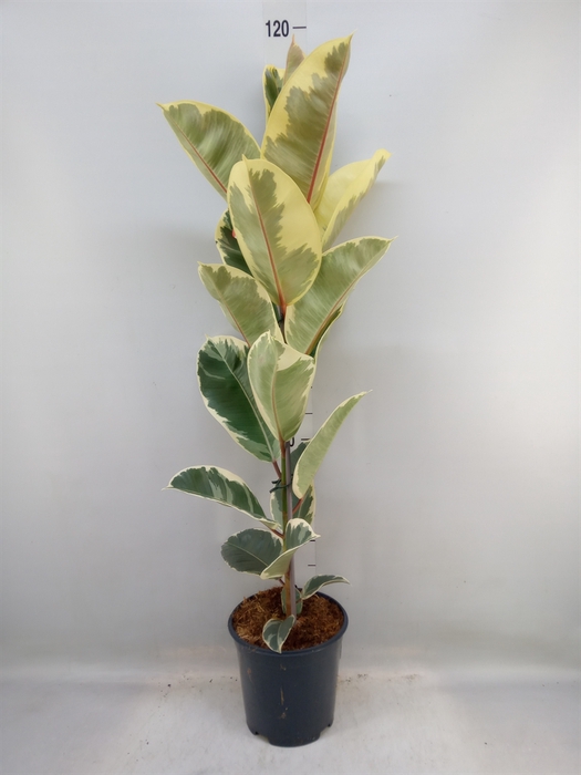 <h4>Ficus elastica 'Tineke'</h4>