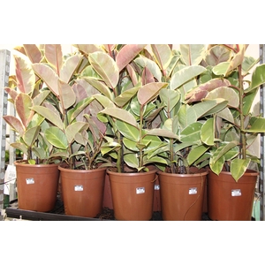FICUS ELASTICA TINEKE P24