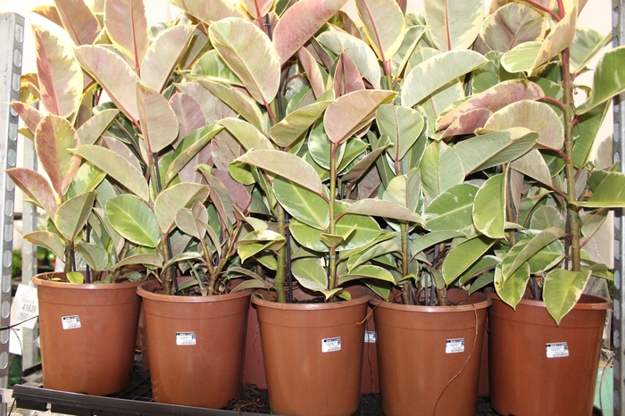 <h4>FICUS ELASTICA TINEKE P24</h4>