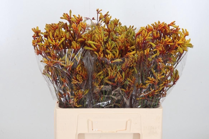 <h4>Anigoz Gold Fever</h4>