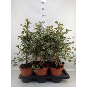 Ficus triangularis 'Sweetheart'