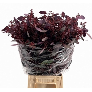 EUC. POPULUS BES ABS RED. 300GR