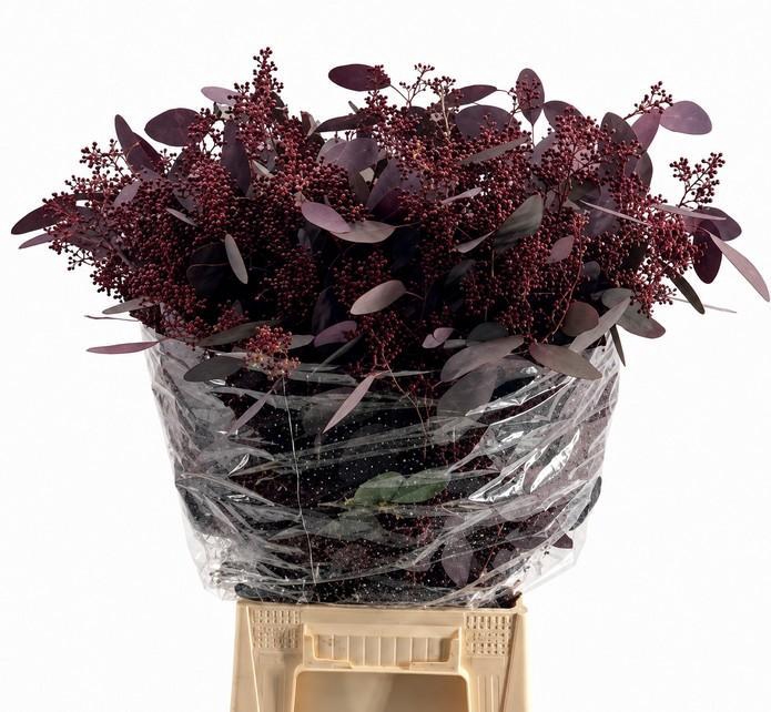 <h4>EUC. POPULUS BES ABS RED. 300GR</h4>