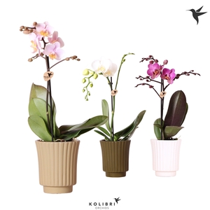 Kolibri Orchids Phalaenopsis Mix 1 spike in Retro pot mix