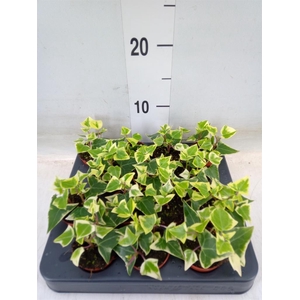 Senecio macro. 'Variegatus'