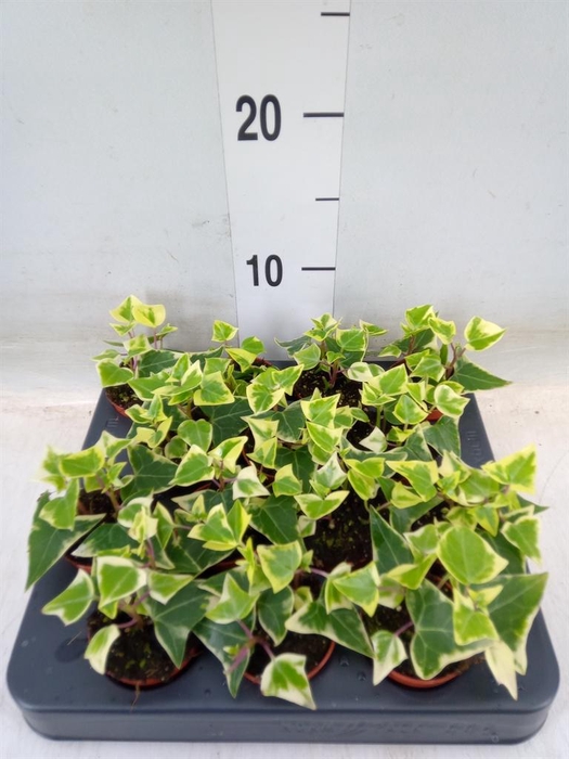 <h4>Senecio macro. 'Variegatus'</h4>