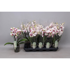 PHAL MF F SAFE HAVEN