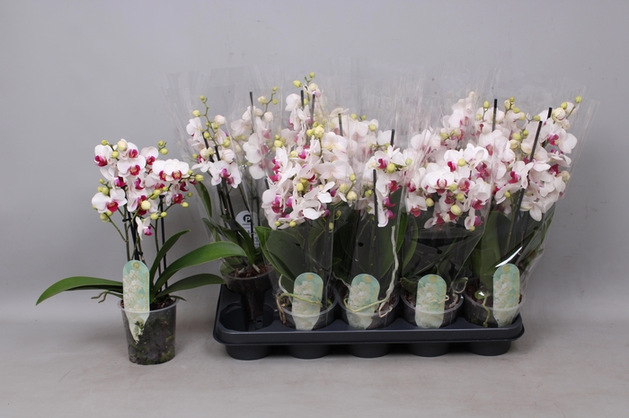 <h4>PHAL MF F SAFE HAVEN</h4>