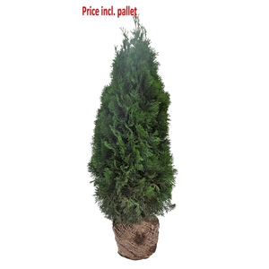 Thuja occ. Smaragd, plantmaat 120-140 cm - Rondgestoken - KLUIT