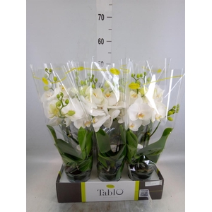 Phalaenopsis   ...white