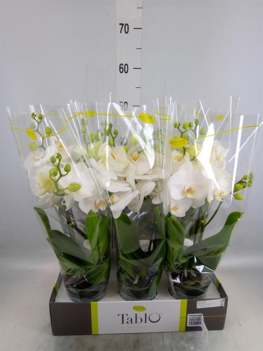 <h4>Phalaenopsis   ...white</h4>