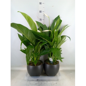Spathiphyllum  'Bingo Cupido'