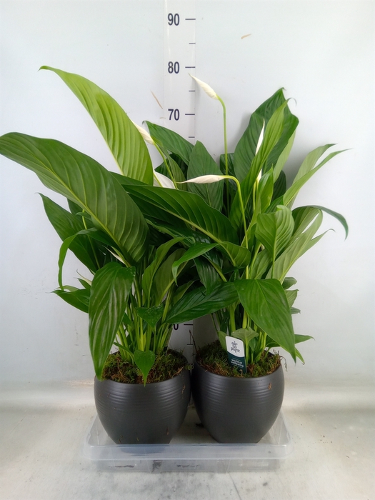 <h4>Spathiphyllum  'Bingo Cupido'</h4>