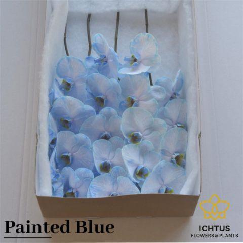 <h4>PHAL PAINTED BLUE BLOEM 25 Bloemen</h4>