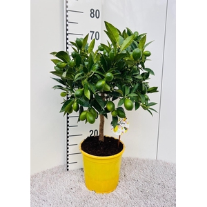 Citrus floridana Limon stem