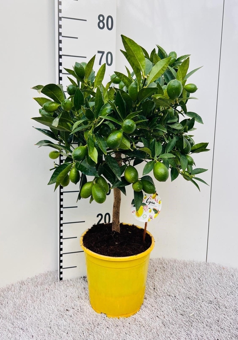 <h4>Citrus floridana Limon stem</h4>