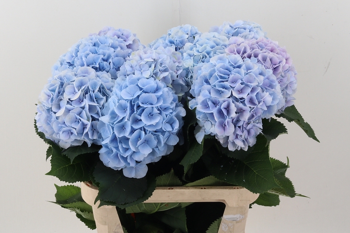 <h4>Hydr M Ch Verena Bl</h4>