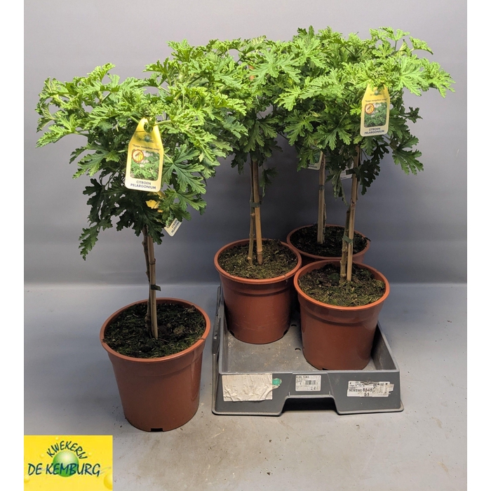 <h4>PEL GRAV LEMON TREE</h4>
