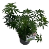 Choisya tern. 'Greenfingers'® sense C2