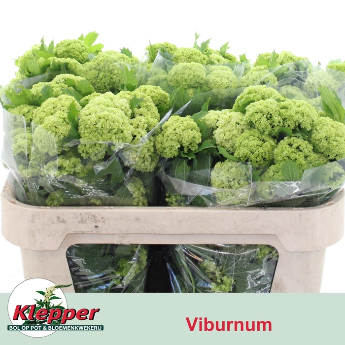 <h4>VIBURNUM ROSEUM ST</h4>