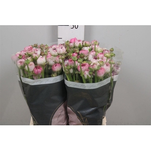 Ran Andrea Cappuccin