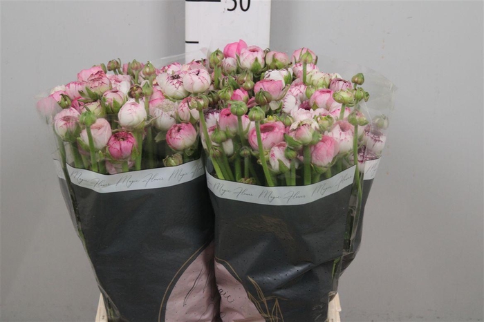 <h4>Ran Andrea Cappuccin</h4>