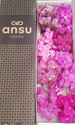 <h4>Vanda mix pink per stem</h4>