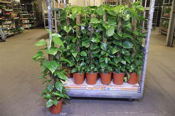 <h4>arr8 Epipr Mosstok</h4>