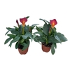 Zantedeschia overig