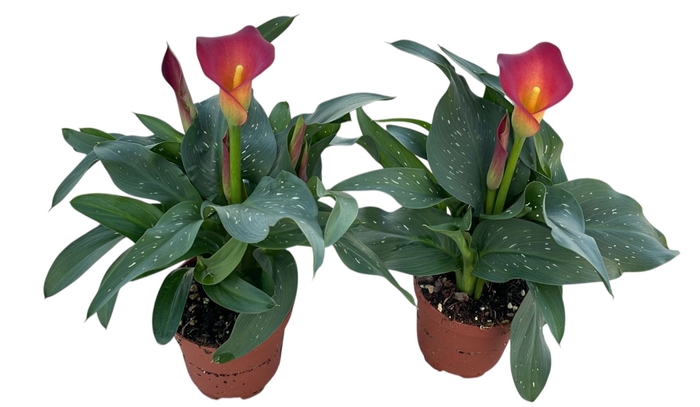 Zantedeschia overig