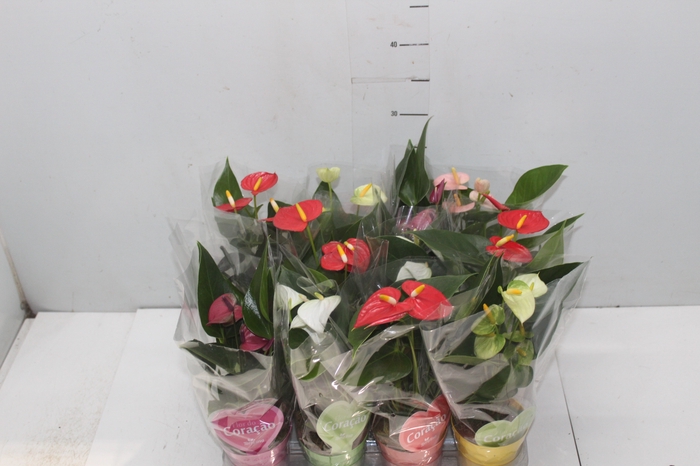 <h4>ANTHURIUM VARIADO P09</h4>