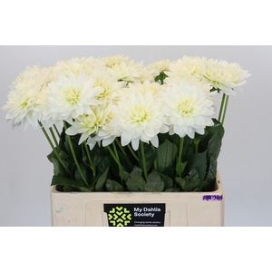 Dahlia Karma M. Zwaan