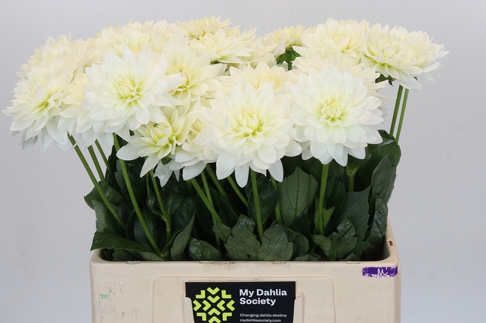 <h4>Dahlia Karma M. Zwaan</h4>