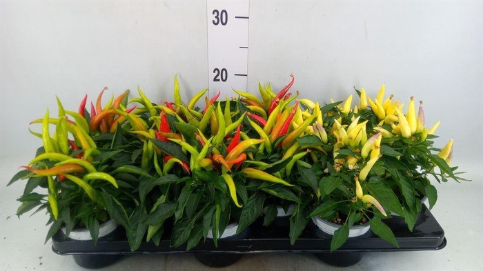 <h4>Capsicum annuum 'Joker'</h4>
