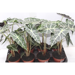 ALOCASIA POLLY P12