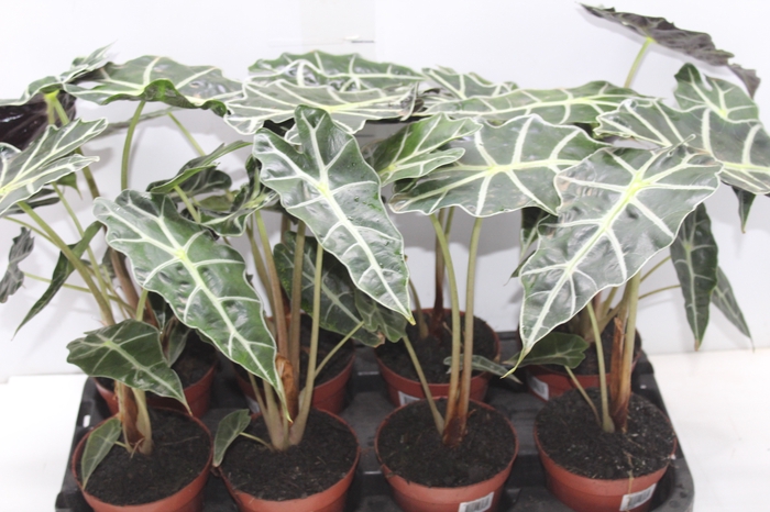 <h4>ALOCASIA POLLY P12</h4>