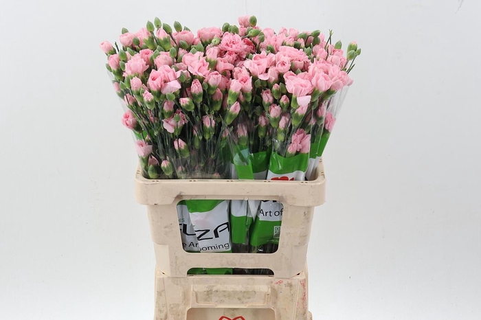 <h4>Di Tr Academy  x20</h4>