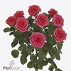 Rosa spray chimo