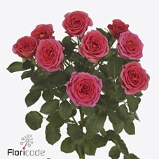 Rosa spray chimo