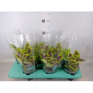 Plectranthus col. 'MSt Alligator A'